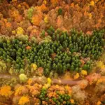 colorful autumn forest drone view Europe