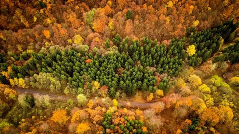 colorful autumn forest drone view Europe