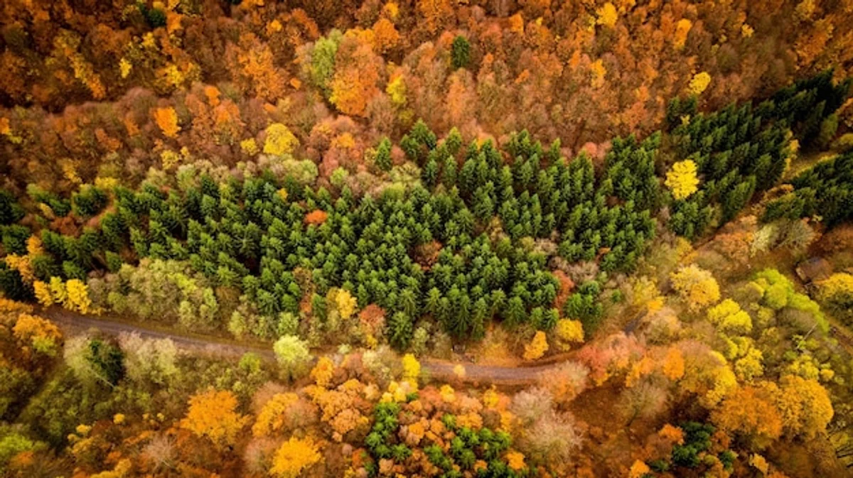 colorful autumn forest drone view Europe