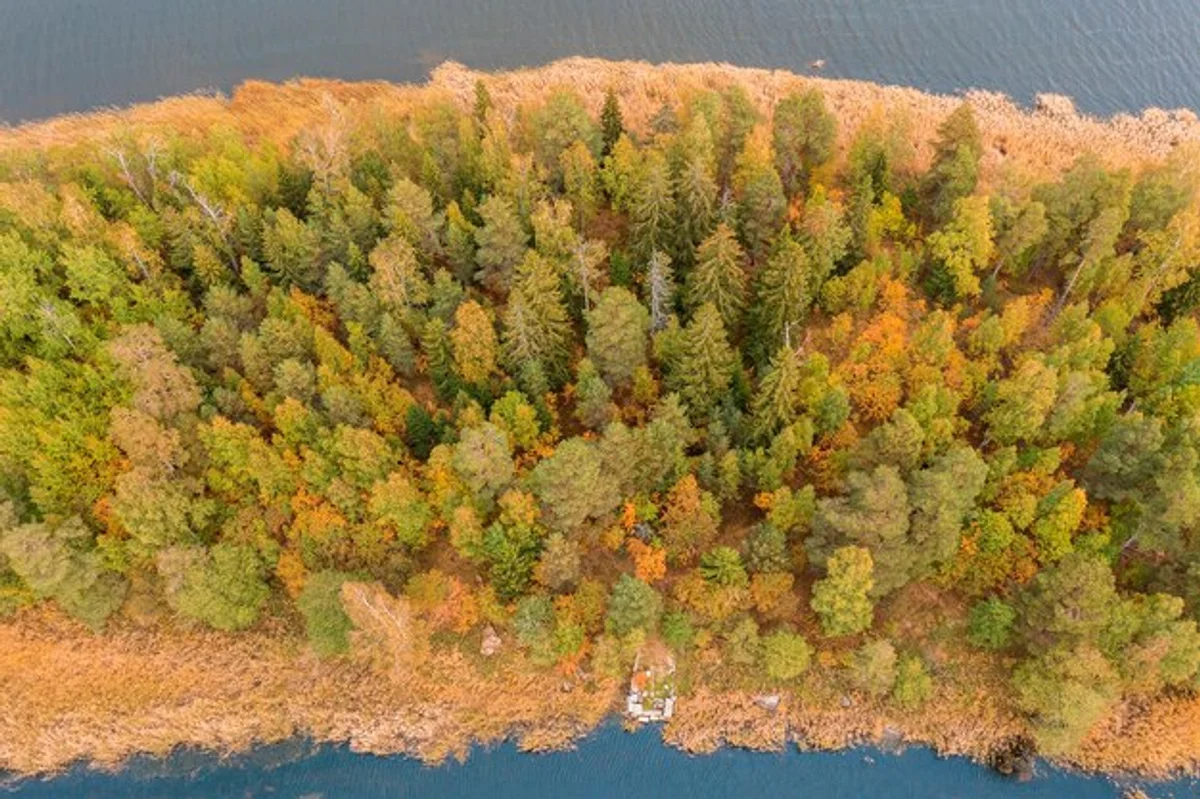 autumn forest Europe aerial perspective