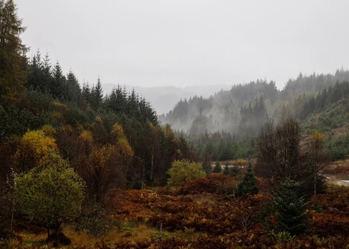 Loch Lomond autumn forest Scotland mist