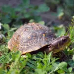 european turtle autumn nature close up