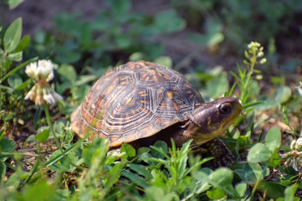 european turtle autumn nature close up