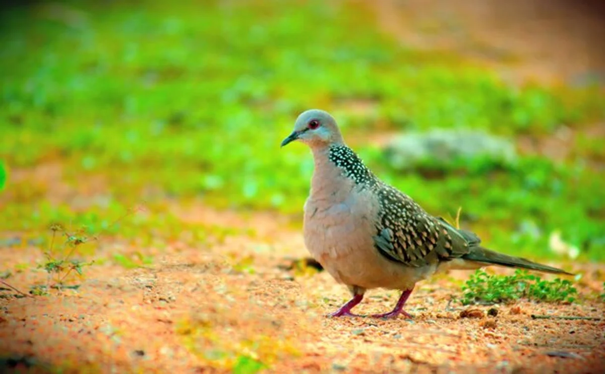 european turtle autumn behavior nature