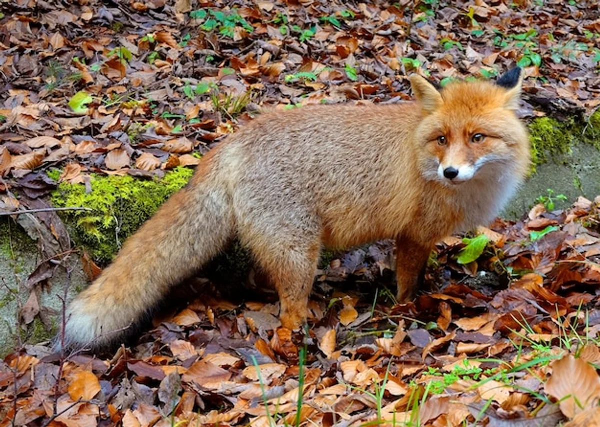 turtle shelter european park autumn leaves