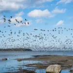 autumn European bird migration flock