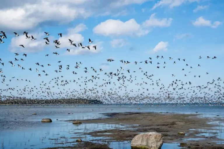 autumn European bird migration flock