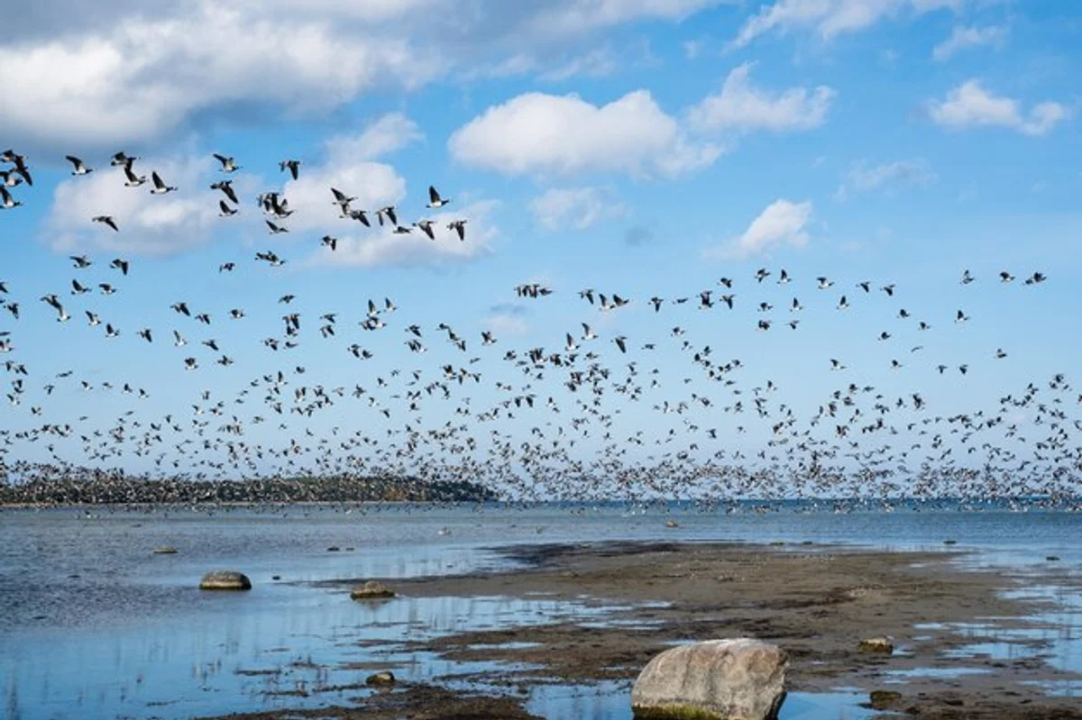 autumn European bird migration flock