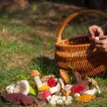 autumn forest mushroom picking Czech basket