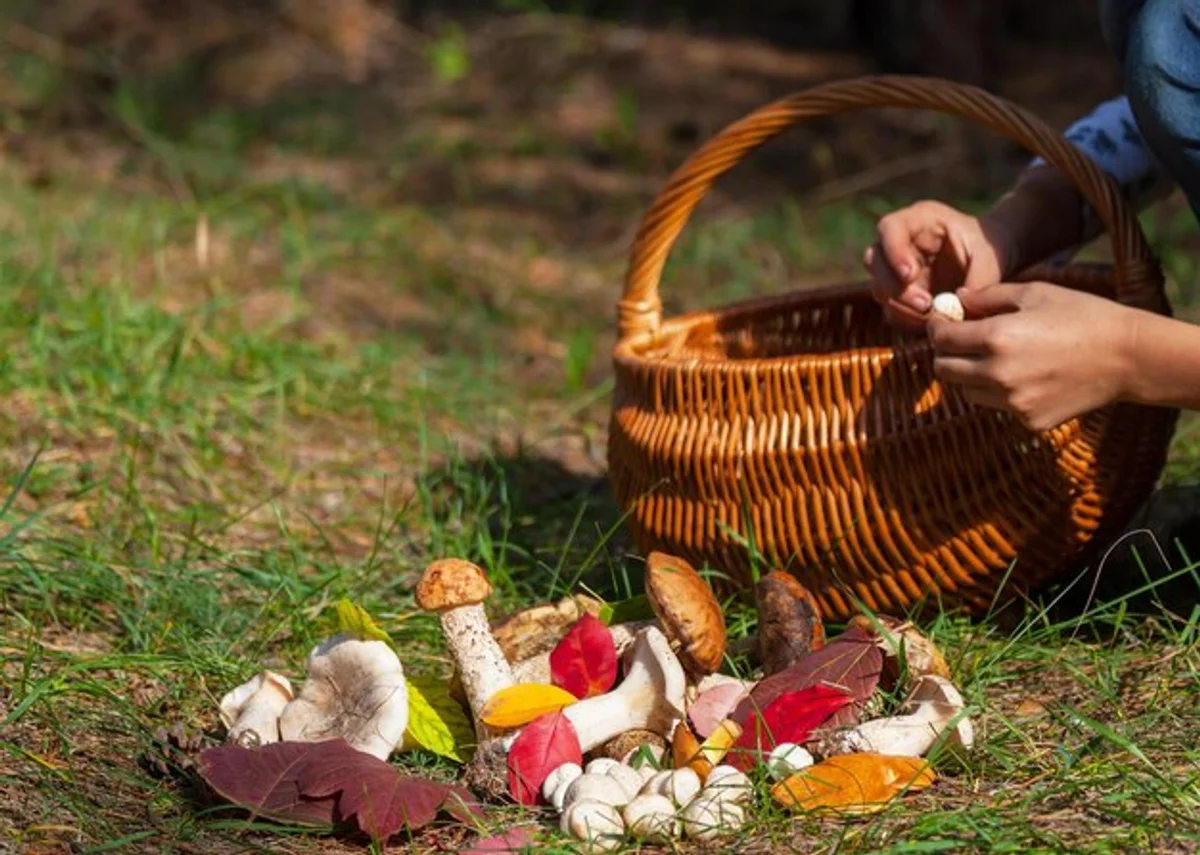 autumn forest mushroom picking Czech basket