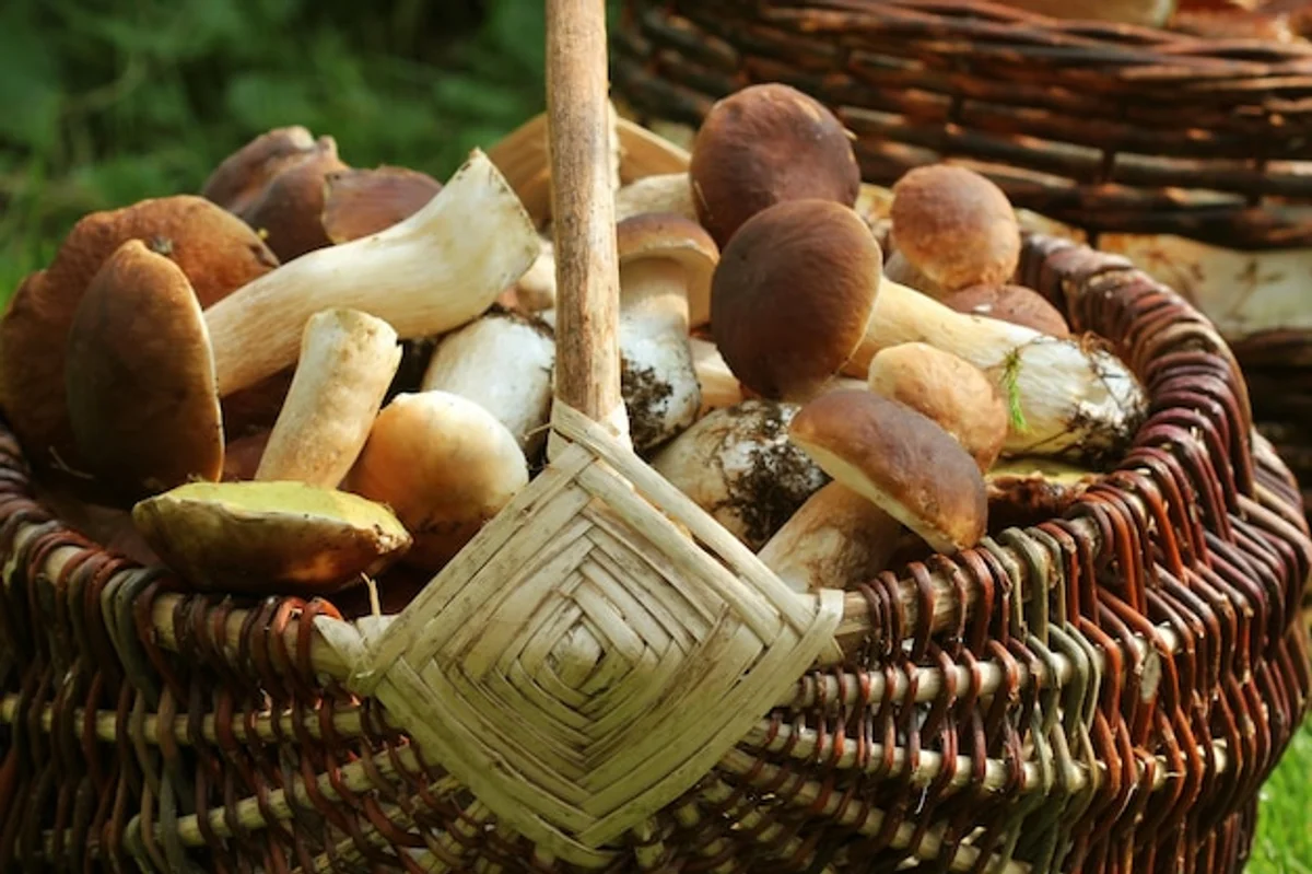 Czech forest autumn mushrooms basket nature