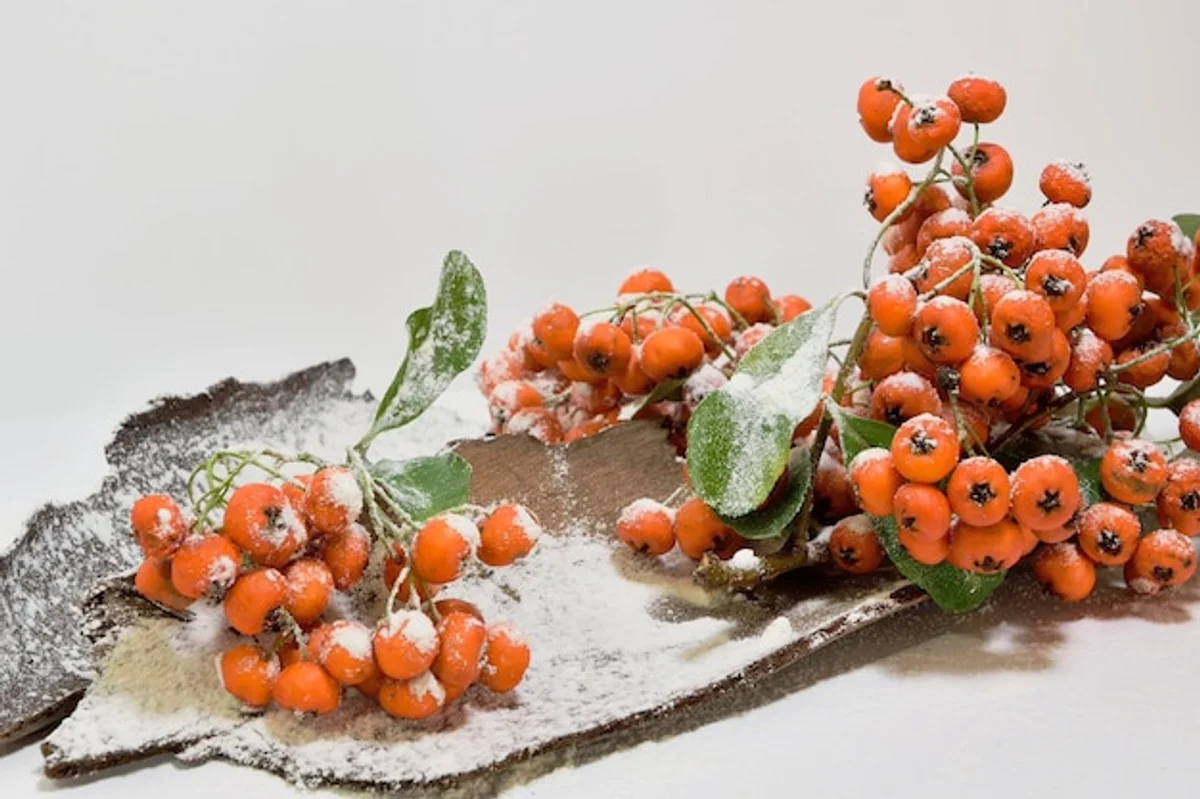 wild cranberries in autumn forest in Czech Republic