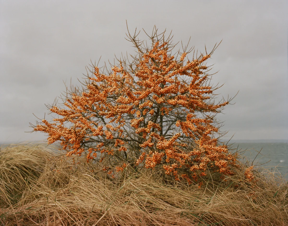 sea buckthorn berries on bush, late autumn, Czech countryside