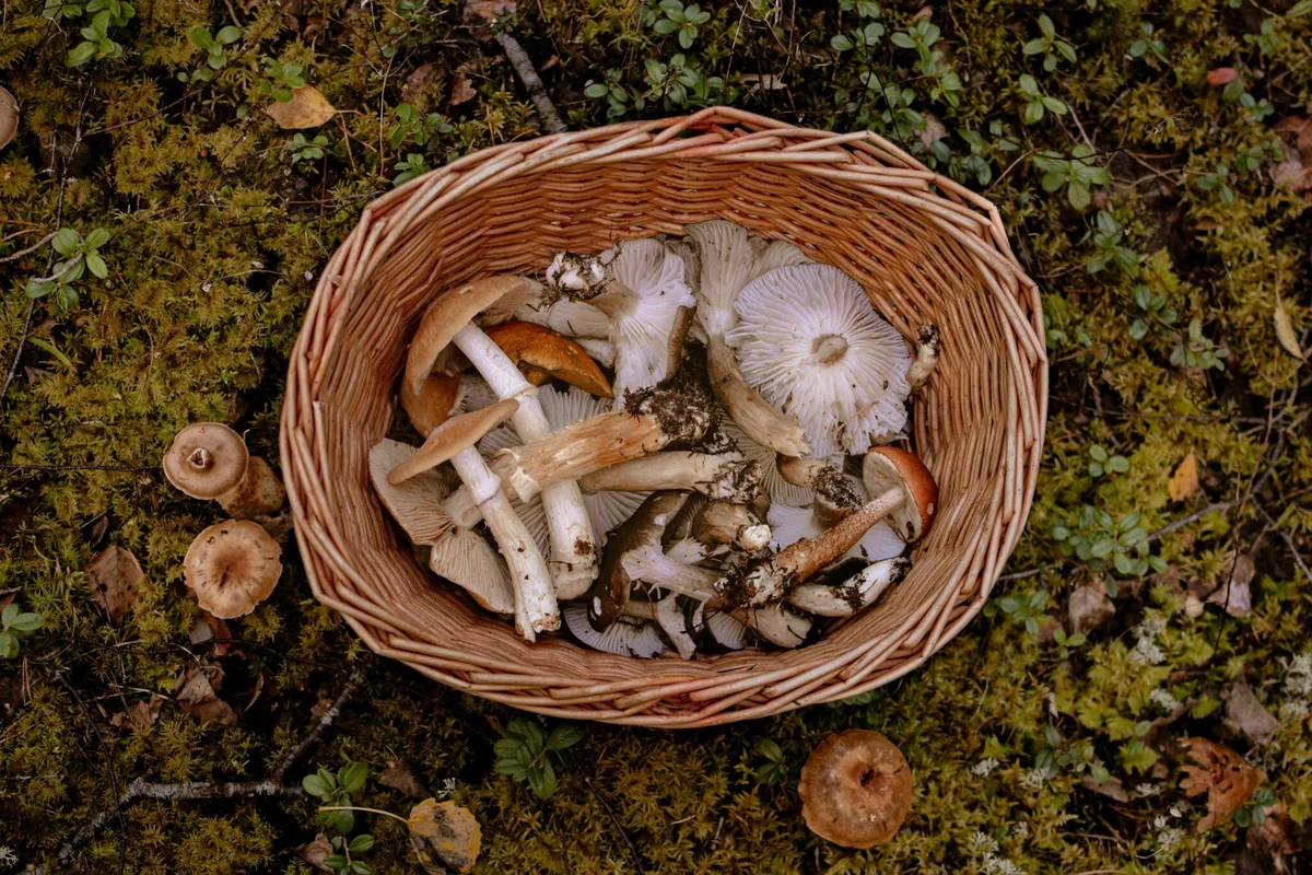 fresh autumn foraging czech woods wild mushrooms berries herbs