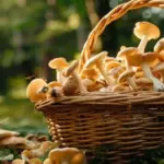 fresh autumn herbs on table Czech cooking