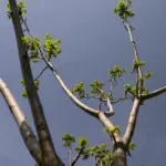 old oak tree longevity closeup roots forest czech republic
