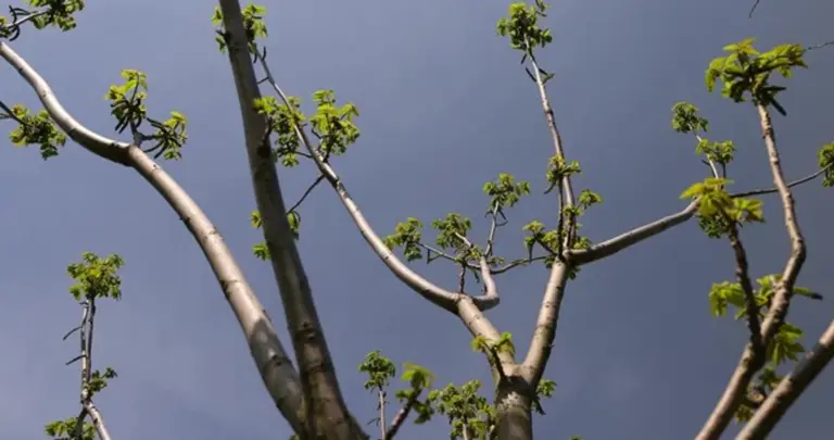 old oak tree longevity closeup roots forest czech republic