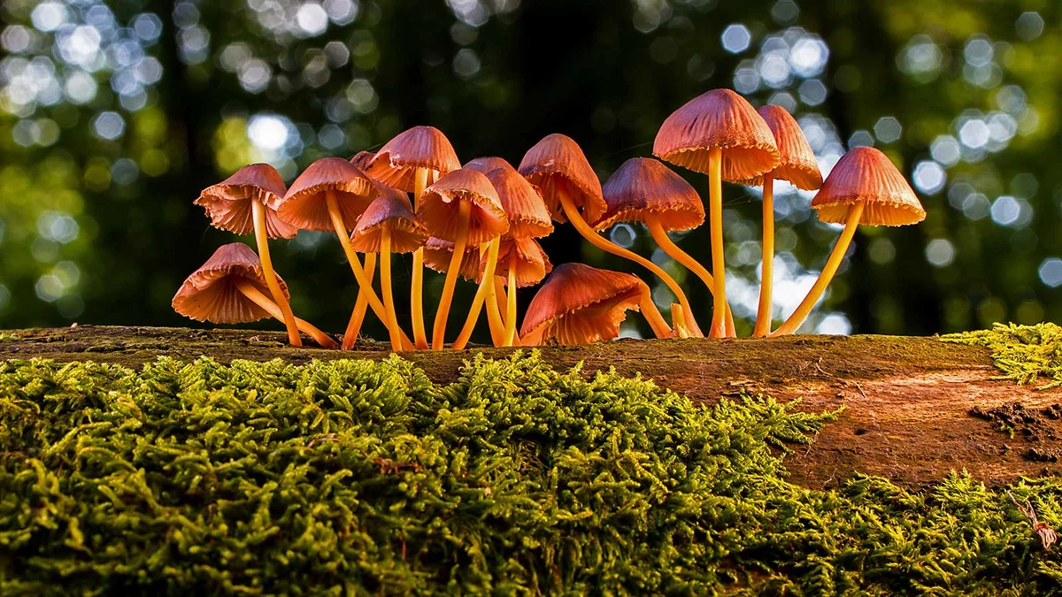 oak tree roots symbiotic fungi forest floor macro