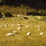 flock of migrating birds over colorful Czech autumn landscape