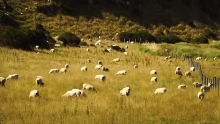 flock of migrating birds over colorful Czech autumn landscape