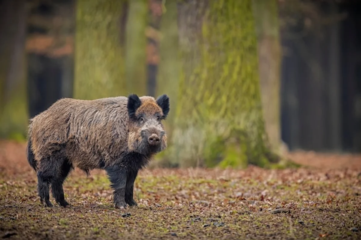 forest animals autumn czech republic