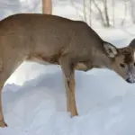 autumn animals adaptation czech nature