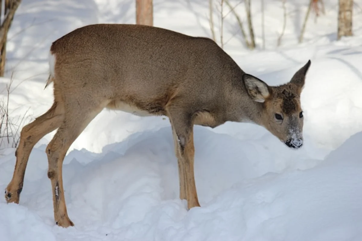 autumn animals adaptation czech nature