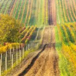 autumn czech vineyard wine festival