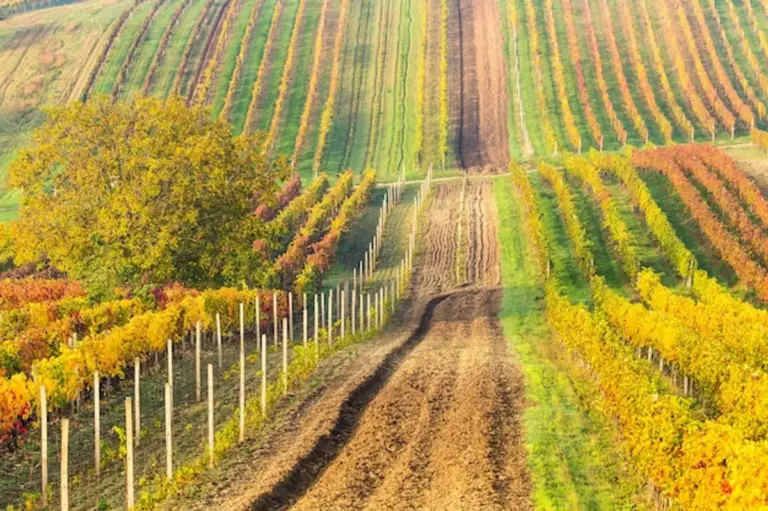 autumn czech vineyard wine festival