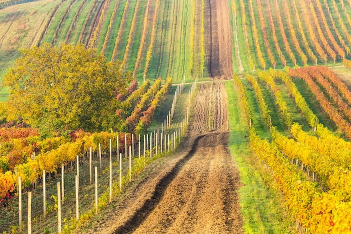 autumn czech vineyard wine festival