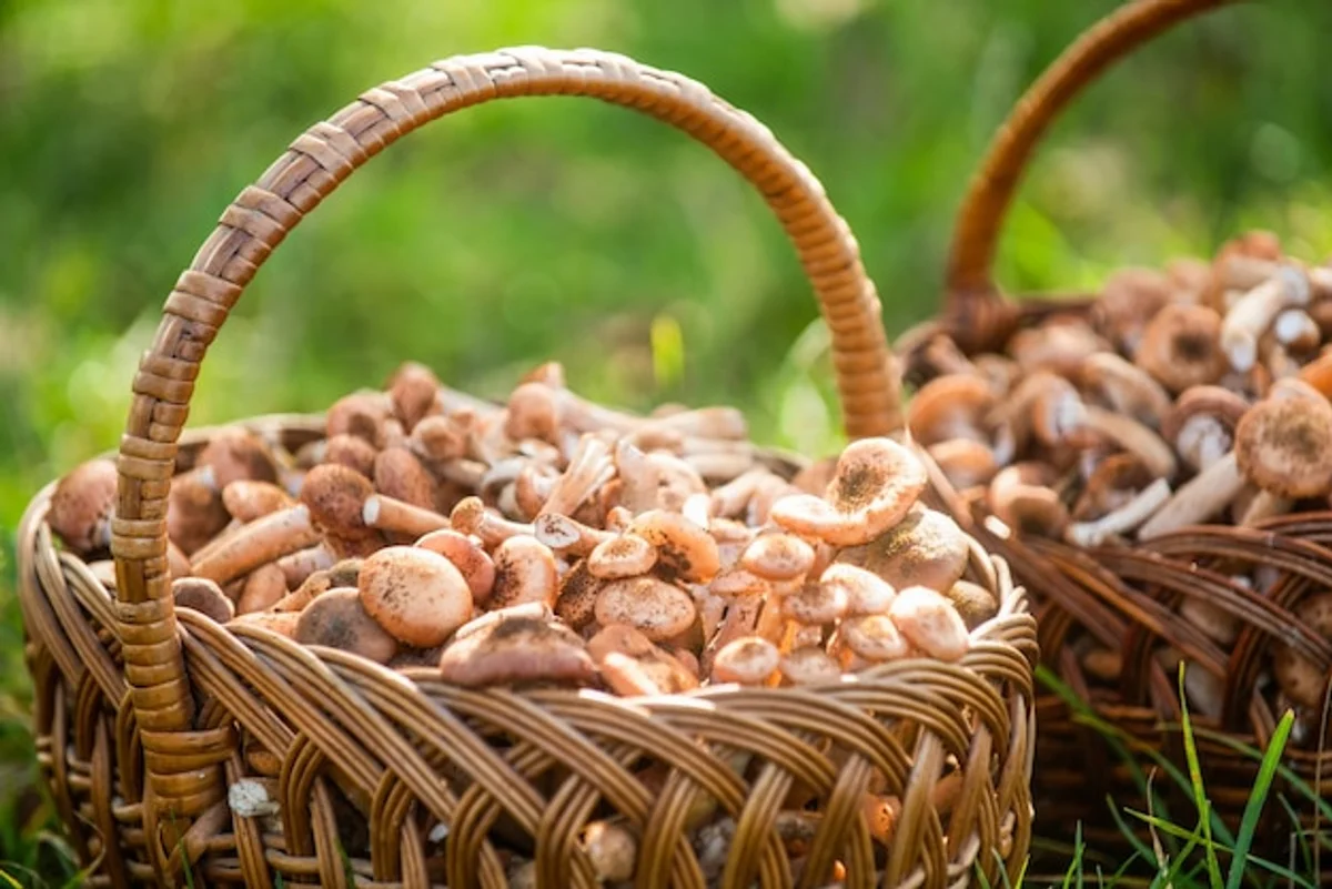 freshly harvested wild mushrooms in basket on forest ground