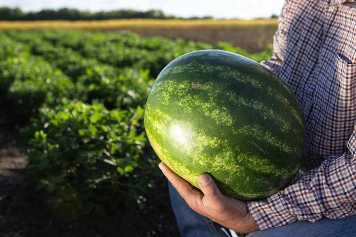 czech autumn pumpkin cooking at home snack flat lay