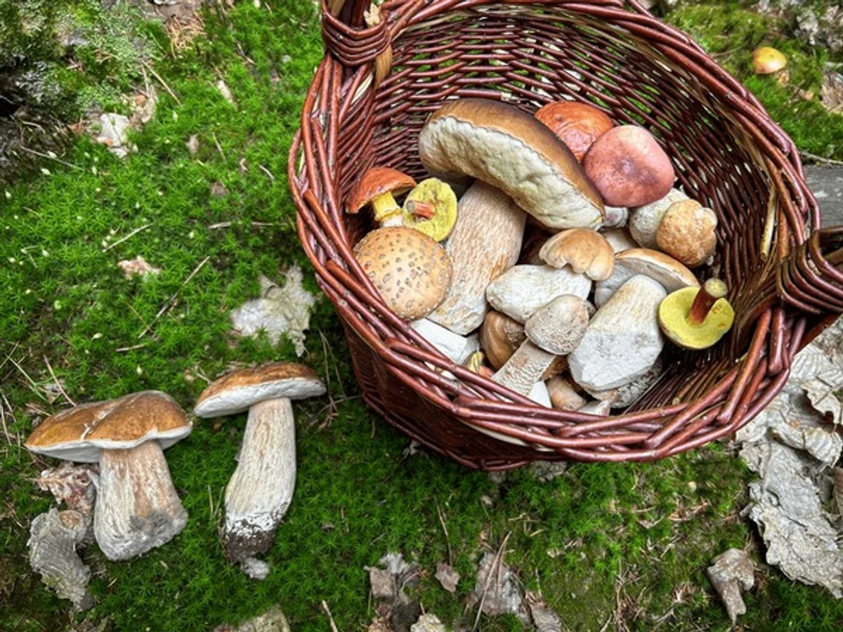 mushroom foraging rare finds Czech Republic