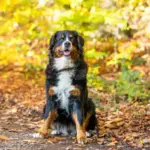 rare mushroom in czech nature autumn
