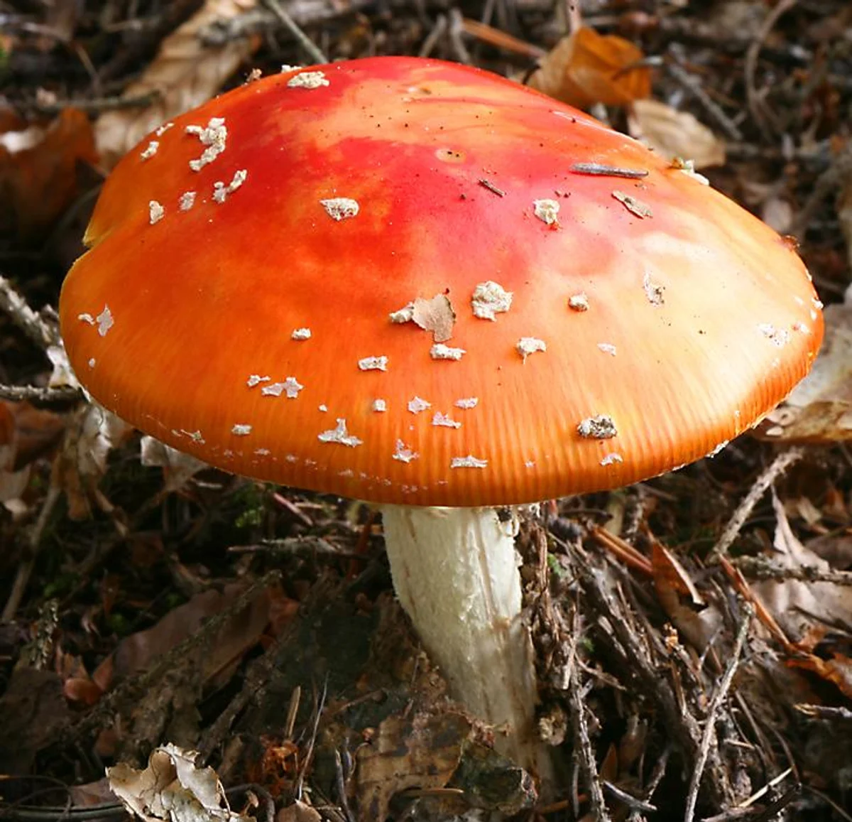 rare mushroom discovery czech nature