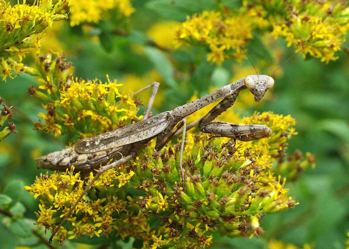 mantis new insect species czech park