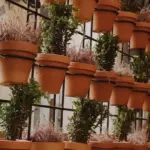 urban herb garden windowsill Czech apartment