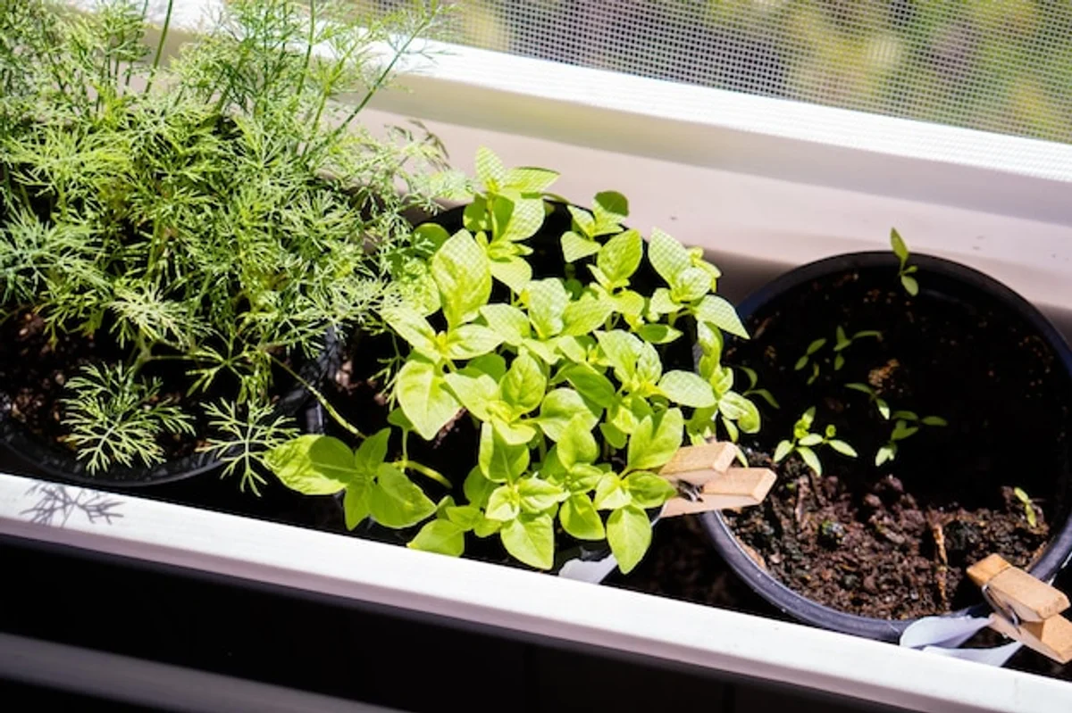 windowsill herb garden apartment
