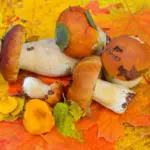 fresh czech porcini mushrooms forest autumn