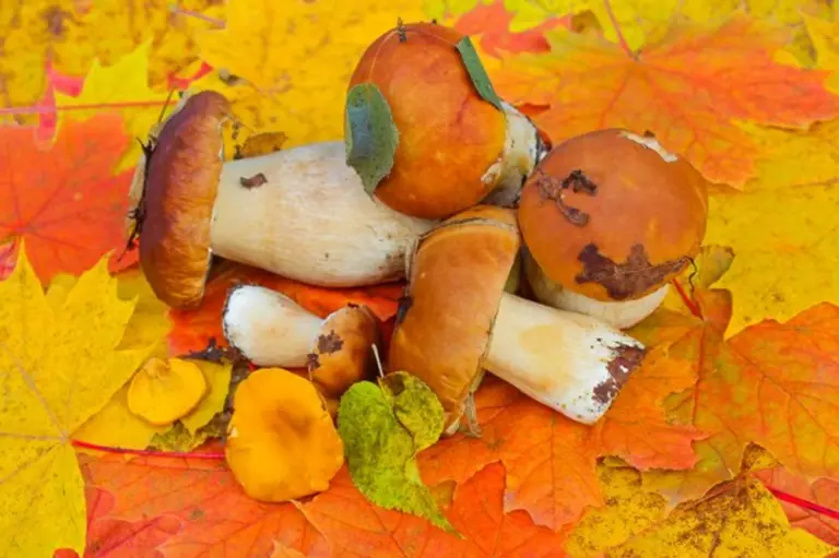 fresh czech porcini mushrooms forest autumn