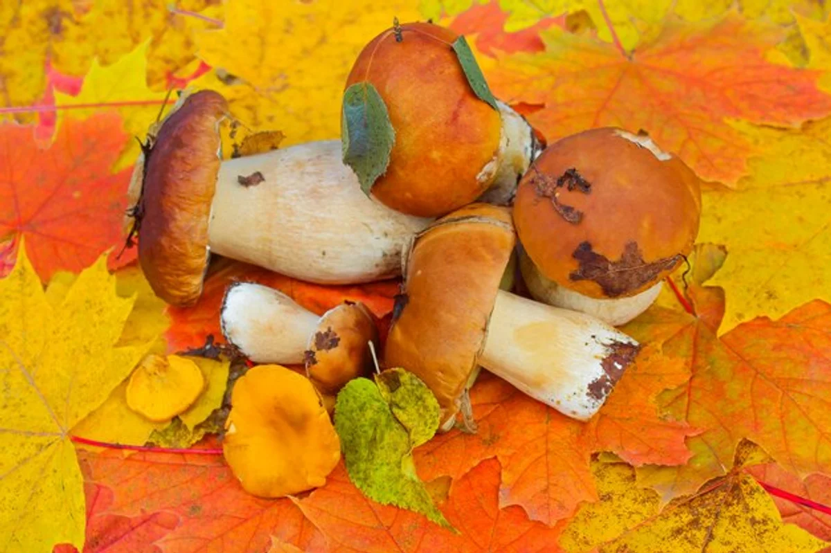 fresh czech porcini mushrooms forest autumn