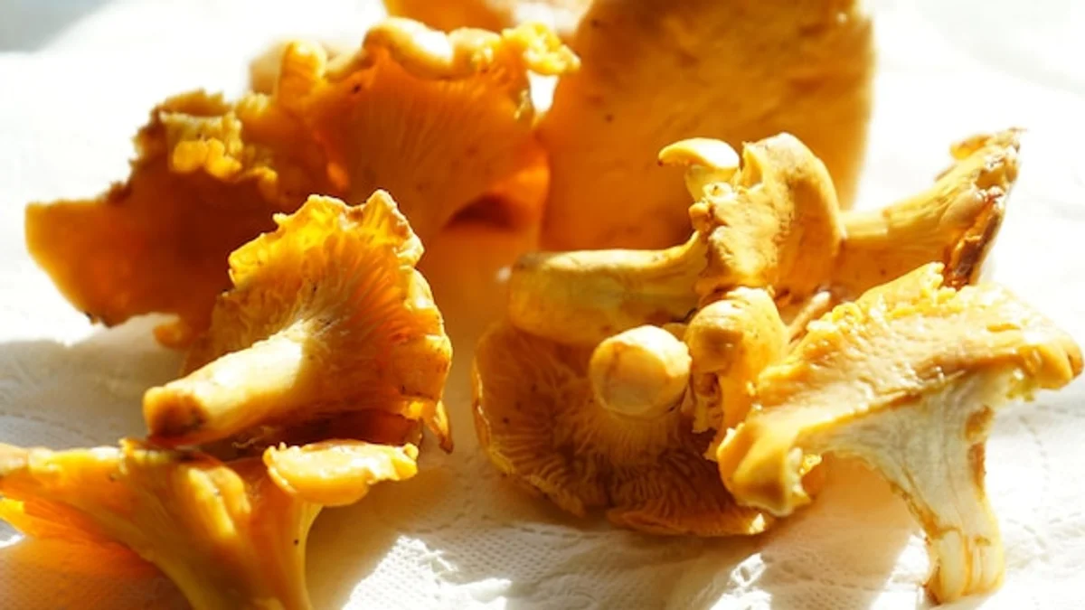 fresh czech porcini mushrooms in autumn moss forest