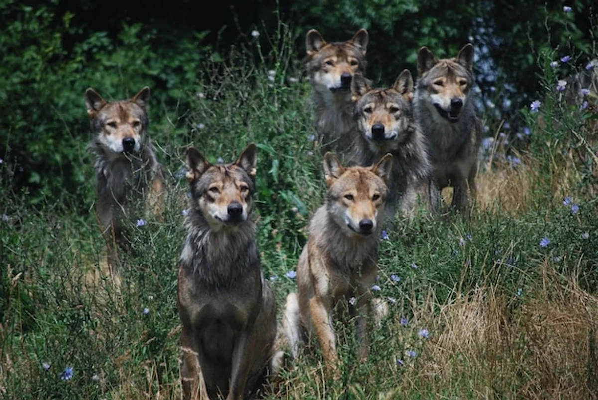 wolf pack communication wild forest