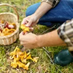 mushroom picking autumn czech forests