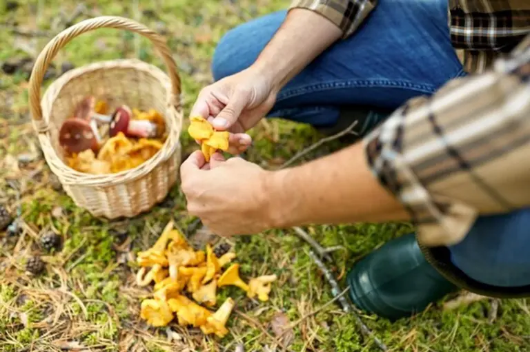 mushroom picking autumn czech forests