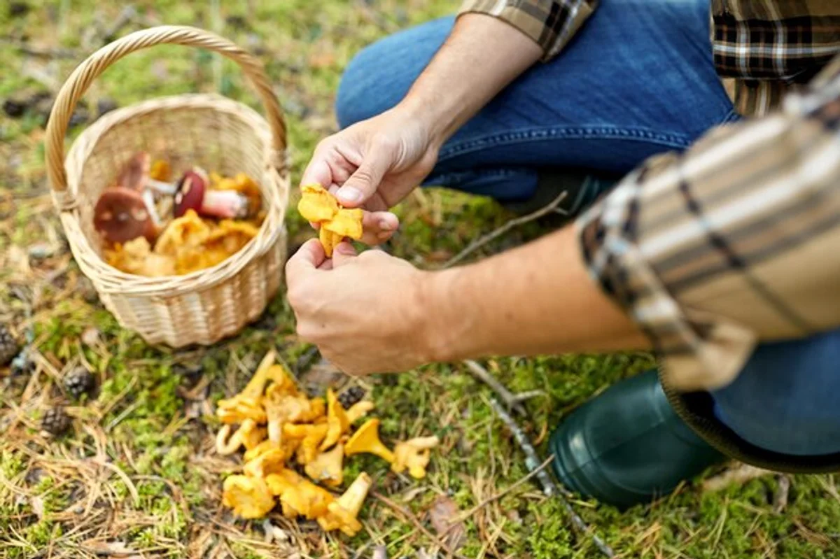 mushroom picking autumn czech forests