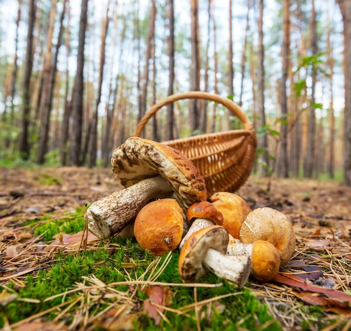 czech forest autumn mushrooms basket