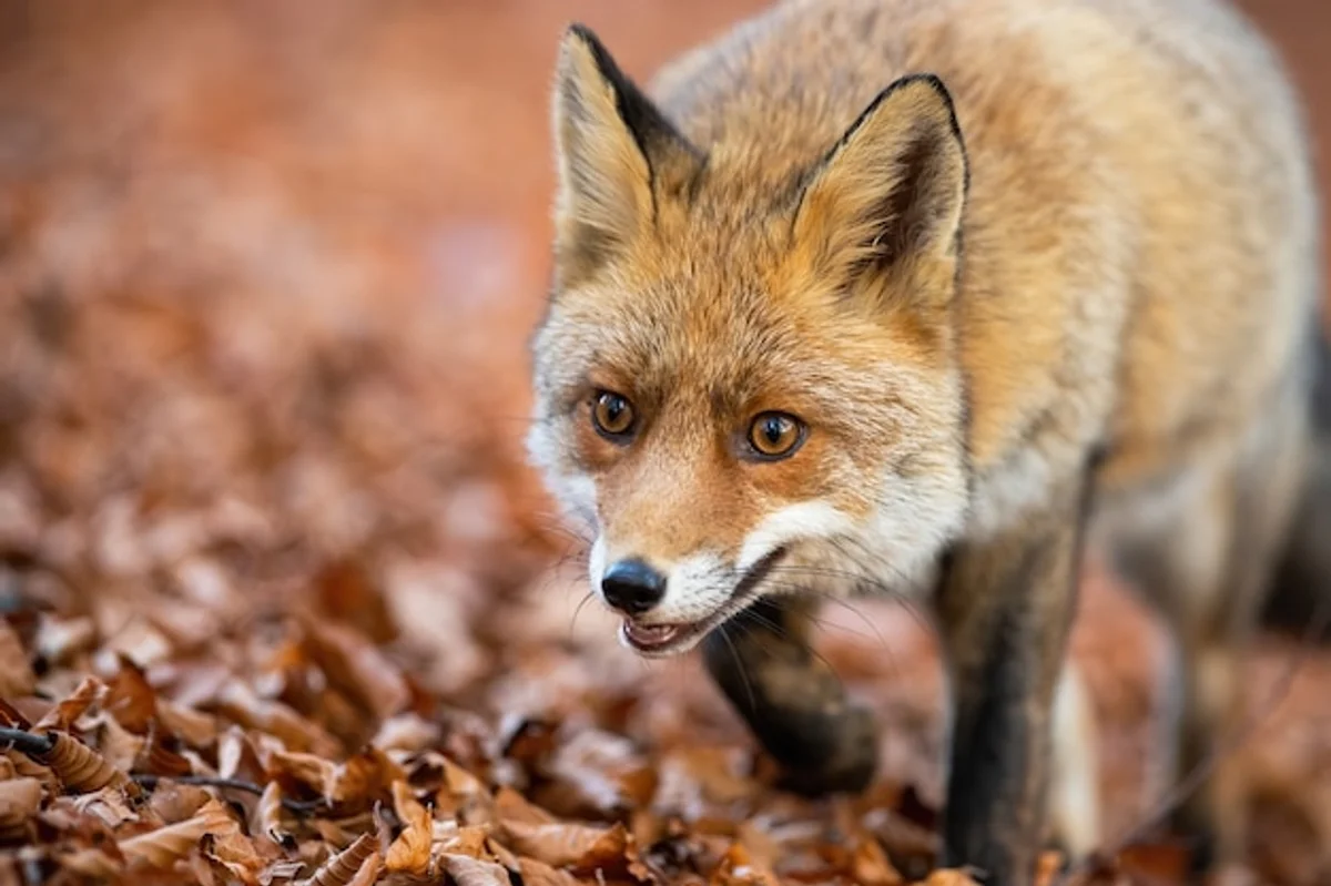 red fox close up autumn forest europe