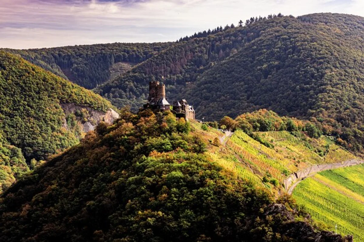 czech vineyard harvest medieval history