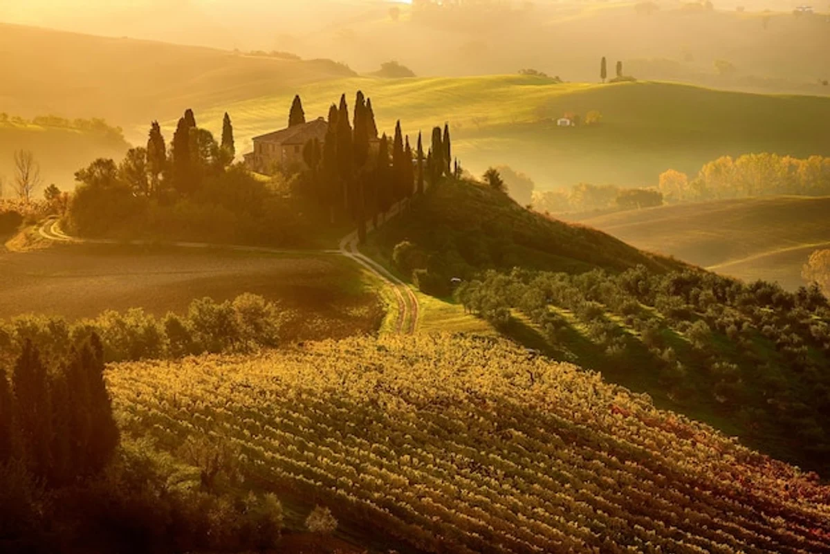 Tuscany autumn mist golden vineyards